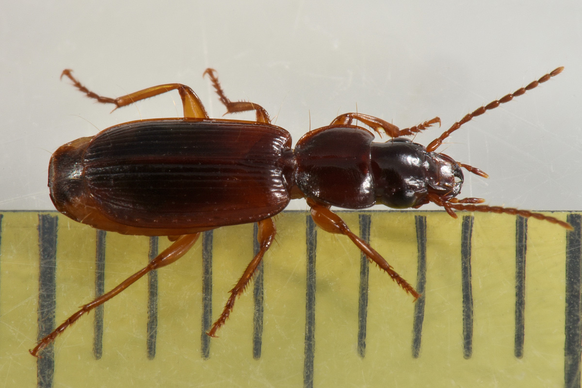 Carabidae: Potrebbe essere lui? cerrrto che � lui! Pseudomasorerus canigoulensis